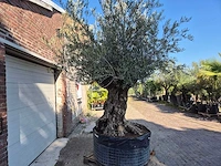 Olijfboom - olea europaea - 100 jaar oud - hoogte ca. 250 cm - afbeelding 6 van  6