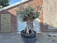 Olijfboom - olea europaea - 100 jaar oud - hoogte ca. 250 cm - afbeelding 1 van  6