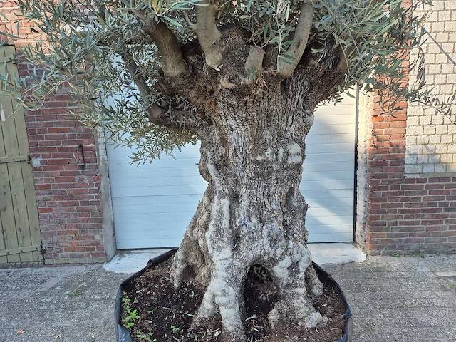 Olijfboom - olea europaea - 100 jaar oud - hoogte ca. 250 cm - afbeelding 2 van  6