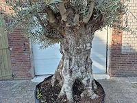 Olijfboom - olea europaea - 100 jaar oud - hoogte ca. 250 cm - afbeelding 2 van  6