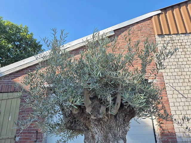 Olijfboom - olea europaea - 100 jaar oud - hoogte ca. 250 cm - afbeelding 3 van  6