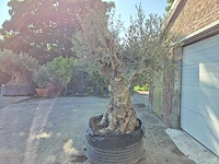 Olijfboom - olea europaea - 100 jaar oud - hoogte ca. 250 cm - afbeelding 4 van  6