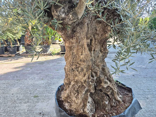 Olijfboom - olea europaea - 100 jaar oud - hoogte ca. 250 cm - afbeelding 5 van  6