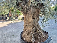Olijfboom - olea europaea - 100 jaar oud - hoogte ca. 250 cm - afbeelding 5 van  6