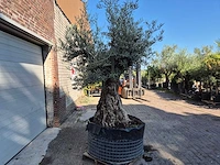 Olijfboom - olea europaea - 100 jaar oud - hoogte ca. 250 cm - afbeelding 6 van  6