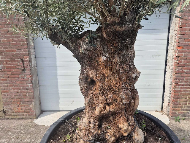 Olijfboom - olea europaea - 100 jaar oud - hoogte ca. 250 cm - afbeelding 2 van  7