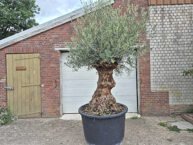 Olijfboom - olea europaea - 100 jaar oud - hoogte ca. 250 cm - afbeelding 1 van  6