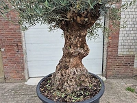 Olijfboom - olea europaea - 100 jaar oud - hoogte ca. 250 cm - afbeelding 2 van  6