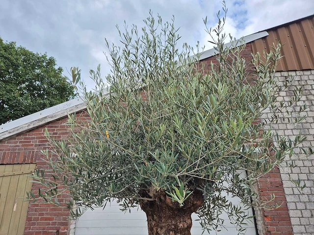 Olijfboom - olea europaea - 100 jaar oud - hoogte ca. 250 cm - afbeelding 3 van  6