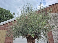Olijfboom - olea europaea - 100 jaar oud - hoogte ca. 250 cm - afbeelding 3 van  6