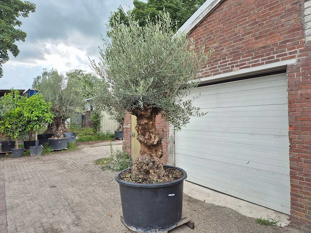 Olijfboom - olea europaea - 100 jaar oud - hoogte ca. 250 cm - afbeelding 4 van  6