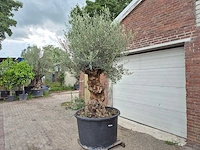 Olijfboom - olea europaea - 100 jaar oud - hoogte ca. 250 cm - afbeelding 4 van  6