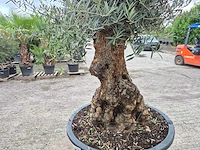 Olijfboom - olea europaea - 100 jaar oud - hoogte ca. 250 cm - afbeelding 5 van  6
