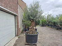Olijfboom - olea europaea - 100 jaar oud - hoogte ca. 250 cm - afbeelding 6 van  6