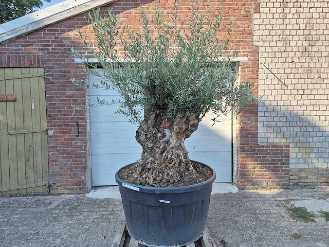 Olijfboom - olea europaea - 100 jaar oud - hoogte ca. 250 cm - afbeelding 1 van  7