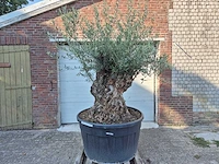 Olijfboom - olea europaea - 100 jaar oud - hoogte ca. 250 cm - afbeelding 1 van  7