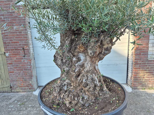 Olijfboom - olea europaea - 100 jaar oud - hoogte ca. 250 cm - afbeelding 2 van  7