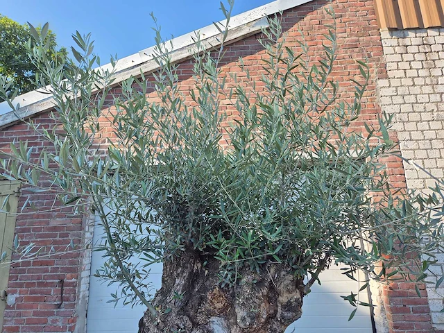 Olijfboom - olea europaea - 100 jaar oud - hoogte ca. 250 cm - afbeelding 3 van  7