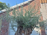 Olijfboom - olea europaea - 100 jaar oud - hoogte ca. 250 cm - afbeelding 3 van  7