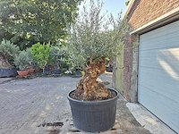 Olijfboom - olea europaea - 100 jaar oud - hoogte ca. 250 cm - afbeelding 4 van  7