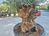 Olijfboom - olea europaea - 100 jaar oud - hoogte ca. 250 cm - afbeelding 5 van  7