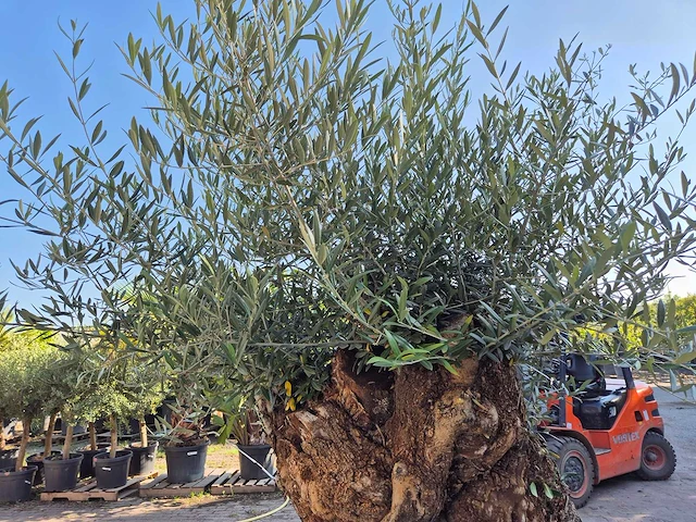 Olijfboom - olea europaea - 100 jaar oud - hoogte ca. 250 cm - afbeelding 6 van  7