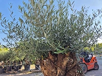 Olijfboom - olea europaea - 100 jaar oud - hoogte ca. 250 cm - afbeelding 6 van  7
