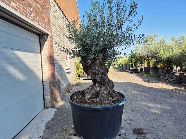Olijfboom - olea europaea - 100 jaar oud - hoogte ca. 250 cm - afbeelding 7 van  7