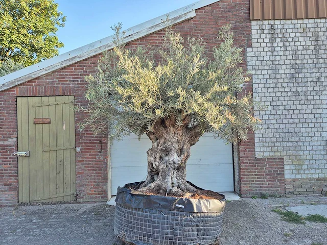 Olijfboom - olea europaea - 100 jaar oud - hoogte ca. 250 cm - afbeelding 1 van  7