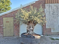 Olijfboom - olea europaea - 100 jaar oud - hoogte ca. 250 cm - afbeelding 1 van  7