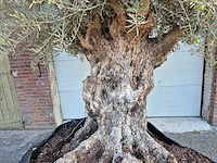 Olijfboom - olea europaea - 100 jaar oud - hoogte ca. 250 cm - afbeelding 2 van  7