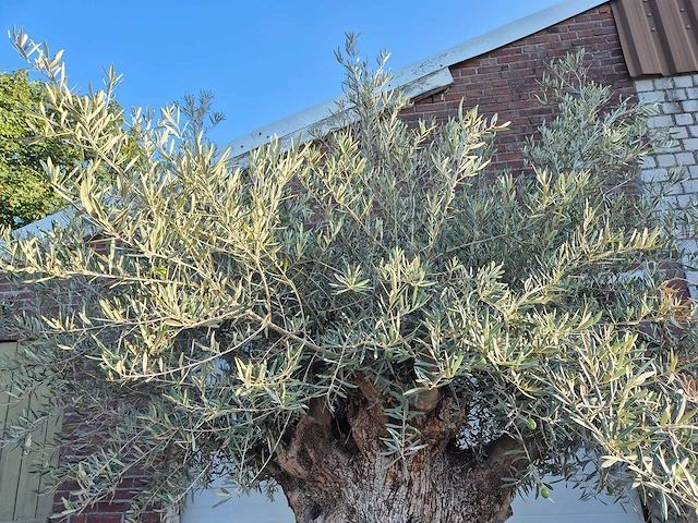 Olijfboom - olea europaea - 100 jaar oud - hoogte ca. 250 cm - afbeelding 3 van  7