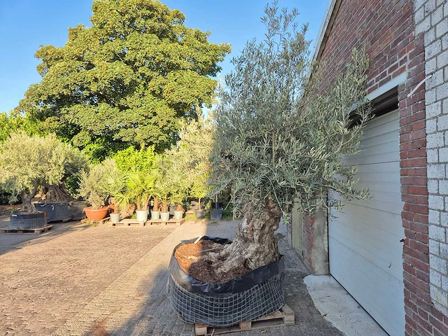 Olijfboom - olea europaea - 100 jaar oud - hoogte ca. 250 cm - afbeelding 4 van  7