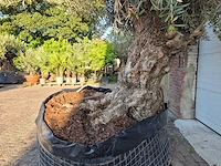 Olijfboom - olea europaea - 100 jaar oud - hoogte ca. 250 cm - afbeelding 5 van  7