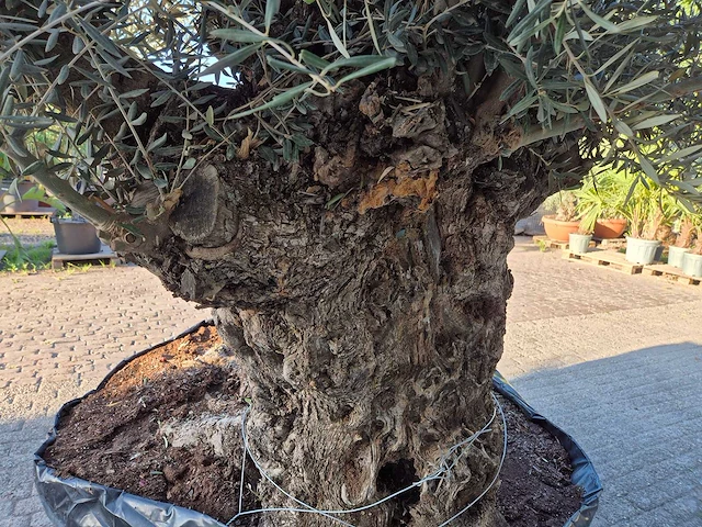 Olijfboom - olea europaea - 100 jaar oud - hoogte ca. 250 cm - afbeelding 6 van  7