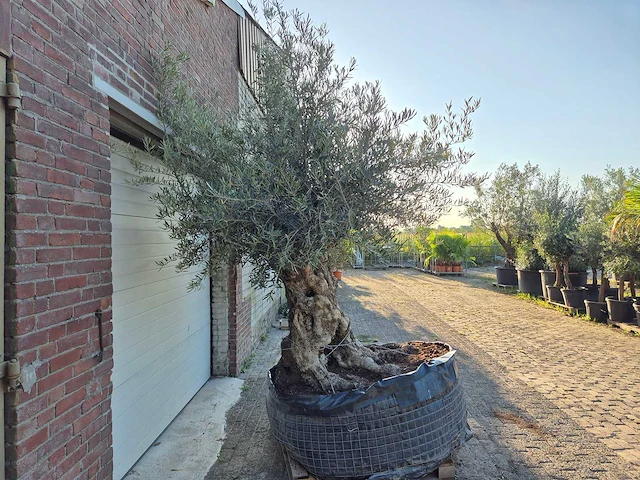 Olijfboom - olea europaea - 100 jaar oud - hoogte ca. 250 cm - afbeelding 7 van  7