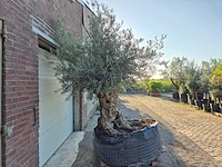 Olijfboom - olea europaea - 100 jaar oud - hoogte ca. 250 cm - afbeelding 7 van  7
