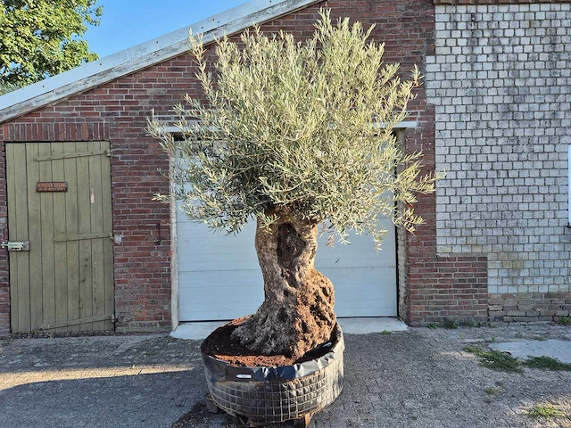 Olijfboom - olea europaea - 100 jaar oud - hoogte ca. 250 cm - afbeelding 1 van  6