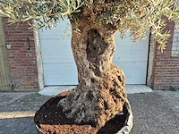 Olijfboom - olea europaea - 100 jaar oud - hoogte ca. 250 cm - afbeelding 2 van  6