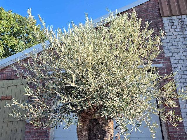 Olijfboom - olea europaea - 100 jaar oud - hoogte ca. 250 cm - afbeelding 3 van  6