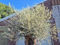 Olijfboom - olea europaea - 100 jaar oud - hoogte ca. 250 cm - afbeelding 3 van  6