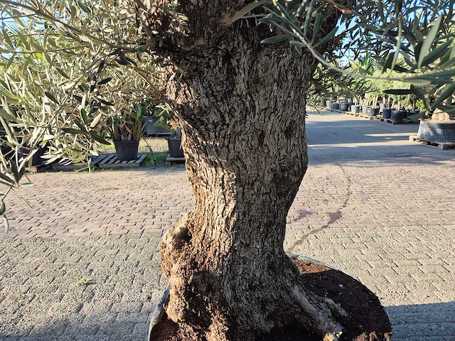 Olijfboom - olea europaea - 100 jaar oud - hoogte ca. 250 cm - afbeelding 5 van  6