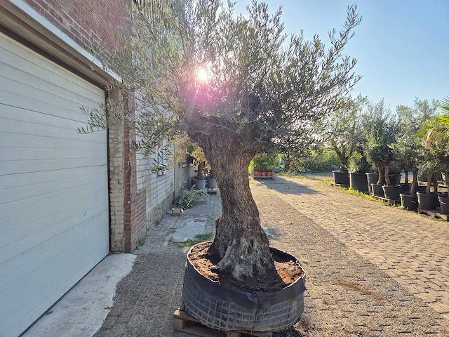 Olijfboom - olea europaea - 100 jaar oud - hoogte ca. 250 cm - afbeelding 6 van  6