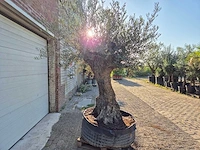 Olijfboom - olea europaea - 100 jaar oud - hoogte ca. 250 cm - afbeelding 6 van  6