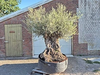 Olijfboom - olea europaea - 100 jaar oud - hoogte ca. 250 cm - afbeelding 1 van  6