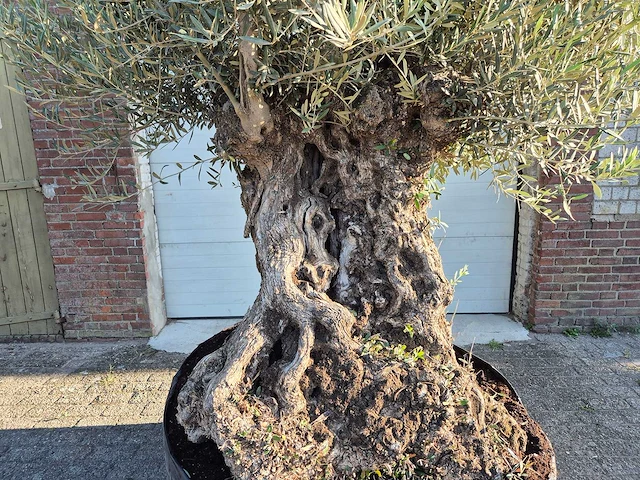 Olijfboom - olea europaea - 100 jaar oud - hoogte ca. 250 cm - afbeelding 2 van  6