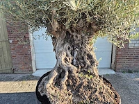 Olijfboom - olea europaea - 100 jaar oud - hoogte ca. 250 cm - afbeelding 2 van  6