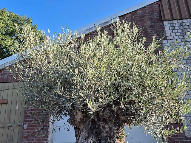 Olijfboom - olea europaea - 100 jaar oud - hoogte ca. 250 cm - afbeelding 3 van  6