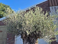 Olijfboom - olea europaea - 100 jaar oud - hoogte ca. 250 cm - afbeelding 3 van  6