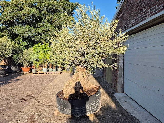 Olijfboom - olea europaea - 100 jaar oud - hoogte ca. 250 cm - afbeelding 4 van  6